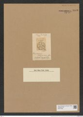 Craspedoporus johnsonianus Grev. (de-Toni-Nr.: Genus 180, Species 4482) Zeichnungen Sammlung Grunow Nr. 8048 (NHMW-BOT-W0377358)